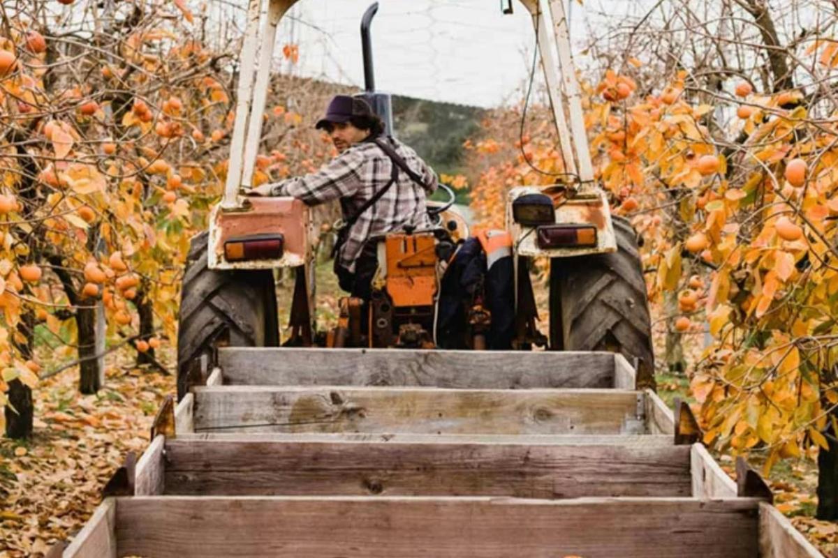 Orchard tractor tour