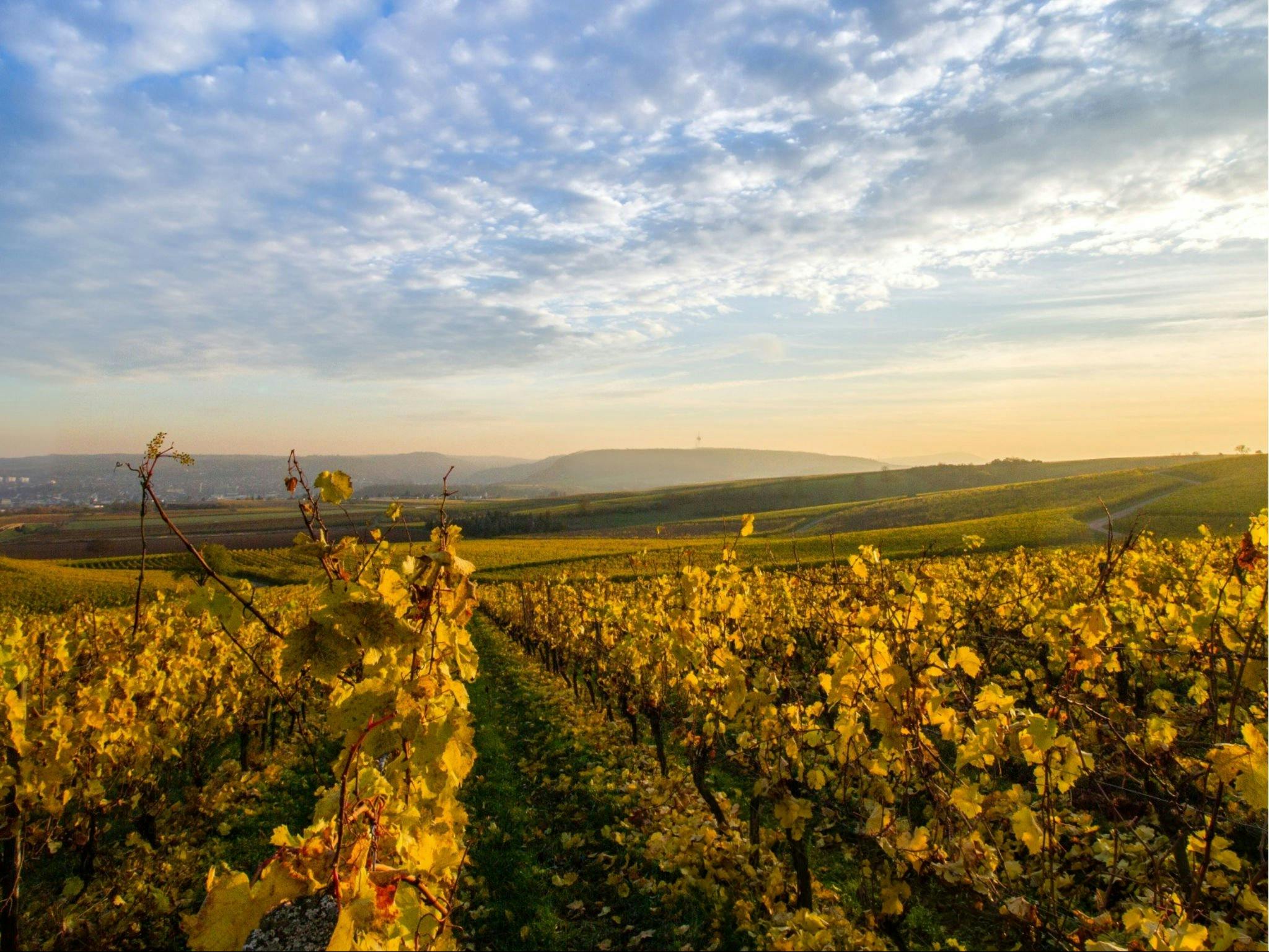 Berry Wine Tasting Tour