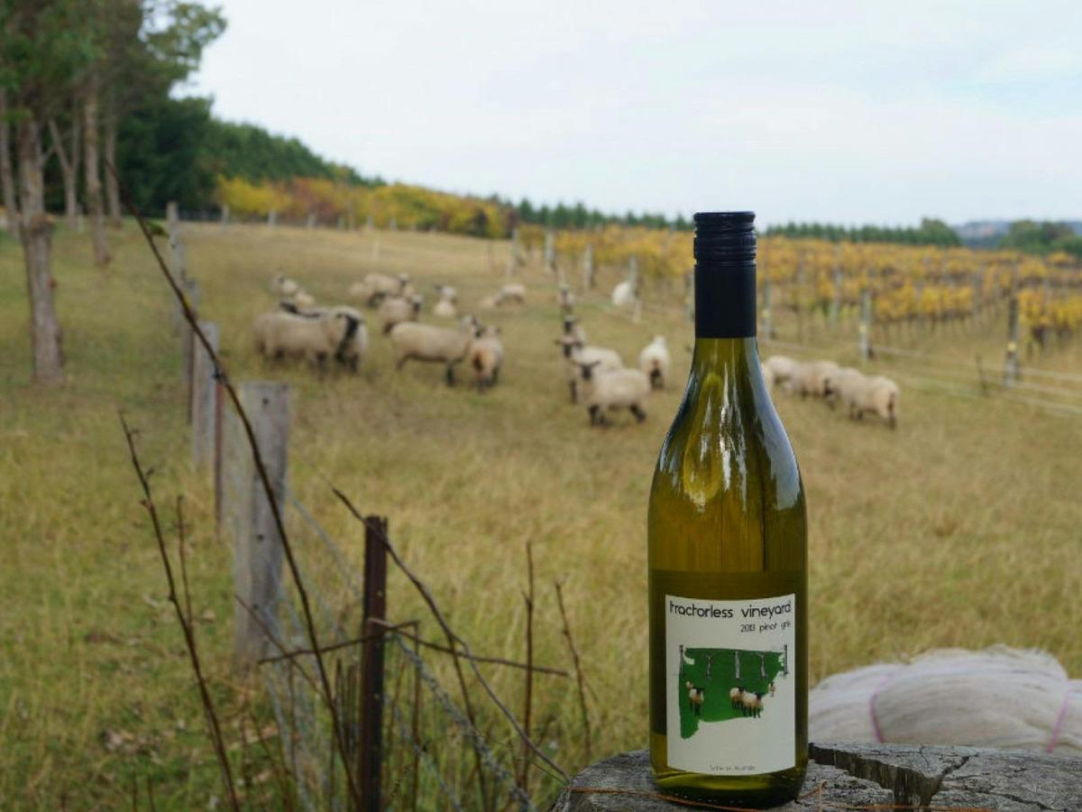 Tractlorless Vineyard