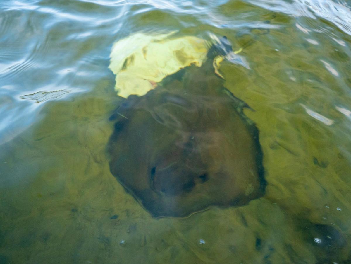 Two stingrays swimming in the shallow, clear water of a lake.