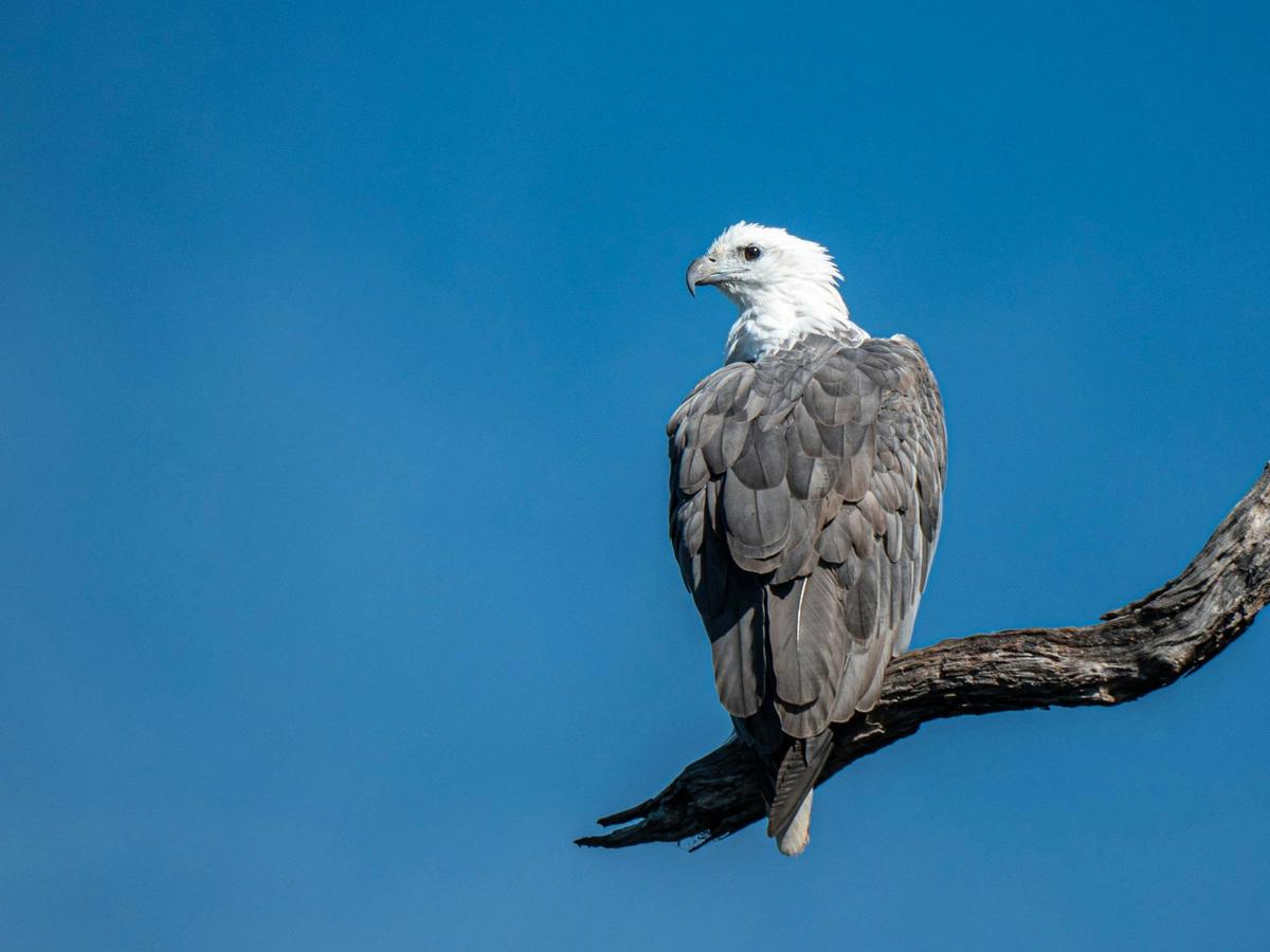 white bellied sea eagle