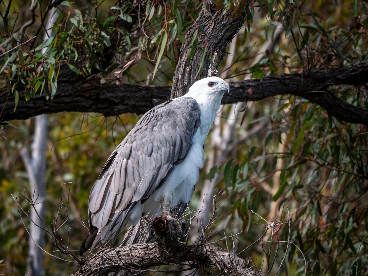 white bellied sea eagle