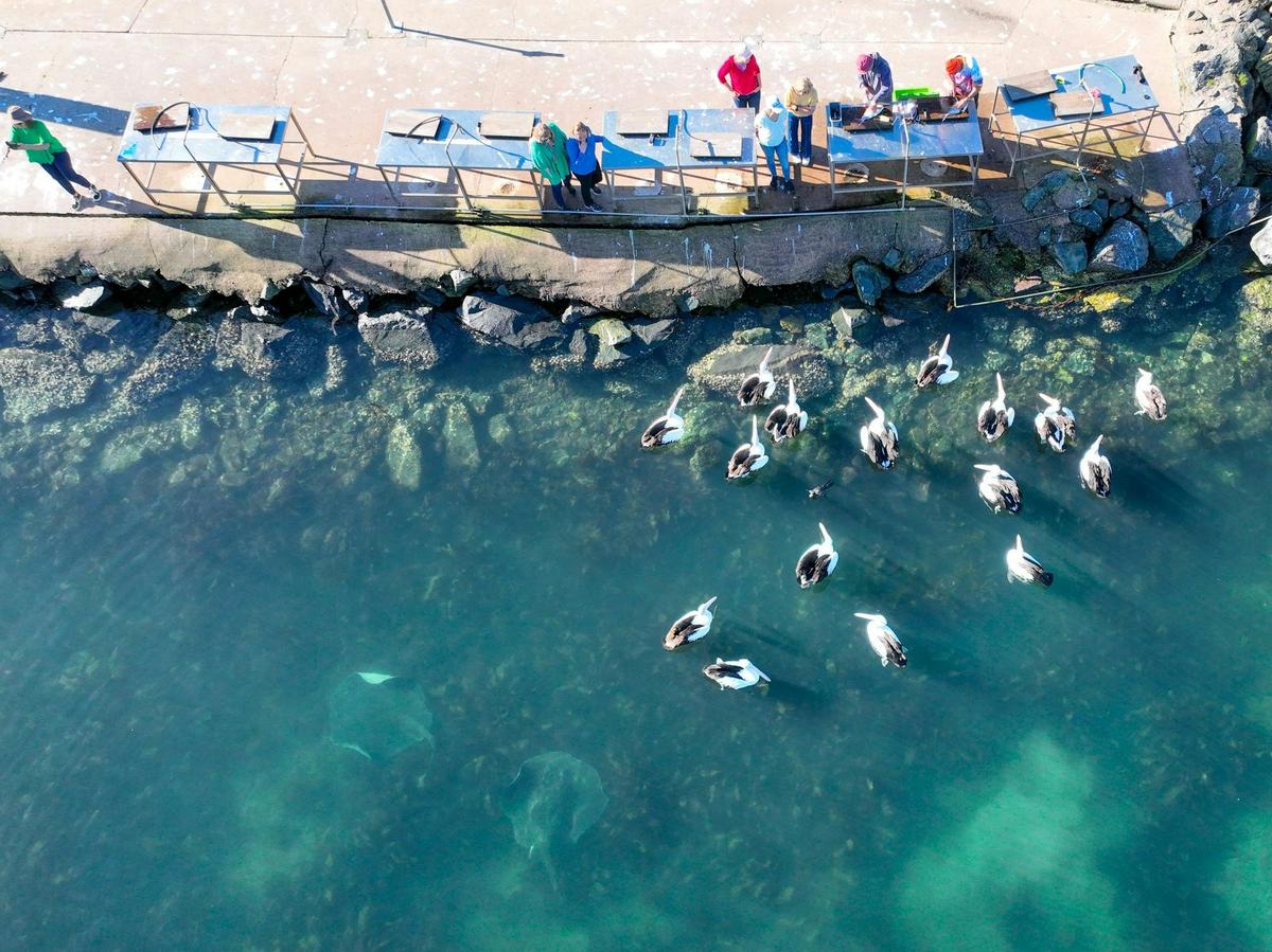Pelicans and Stingrays at Quarantine Bay, Eden at