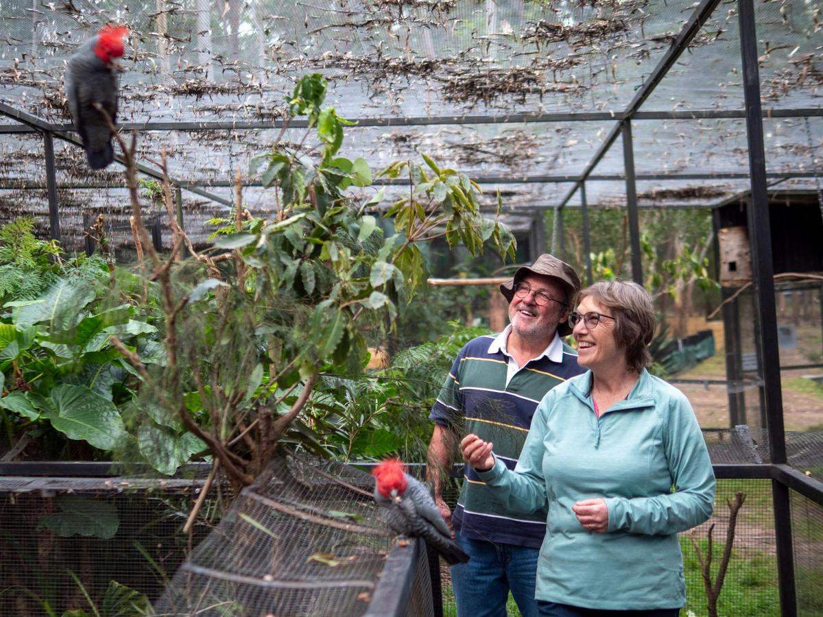 Admiring Gang-gang Cockatoos at Potoroo Palace