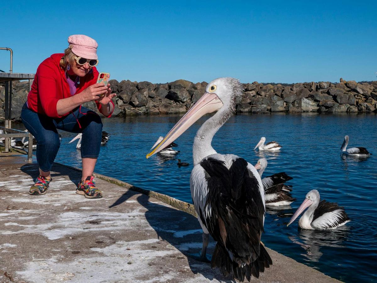 Pelicans at Quarantine Bay