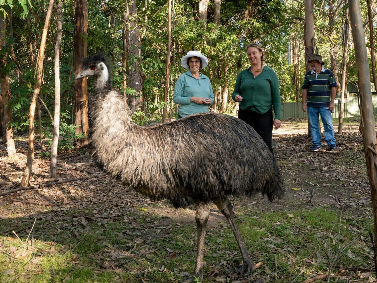 Three guests observing an emu roaming freely at Potoroo Palace wildlife sanctuary.