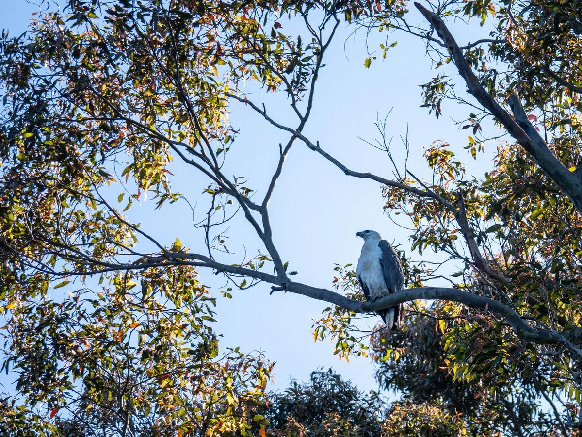 Sea Eagle on Corunna Lake