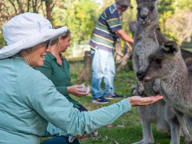 A Special Encounter: Hand-Feeding Kangaroos at Potoroo Palace