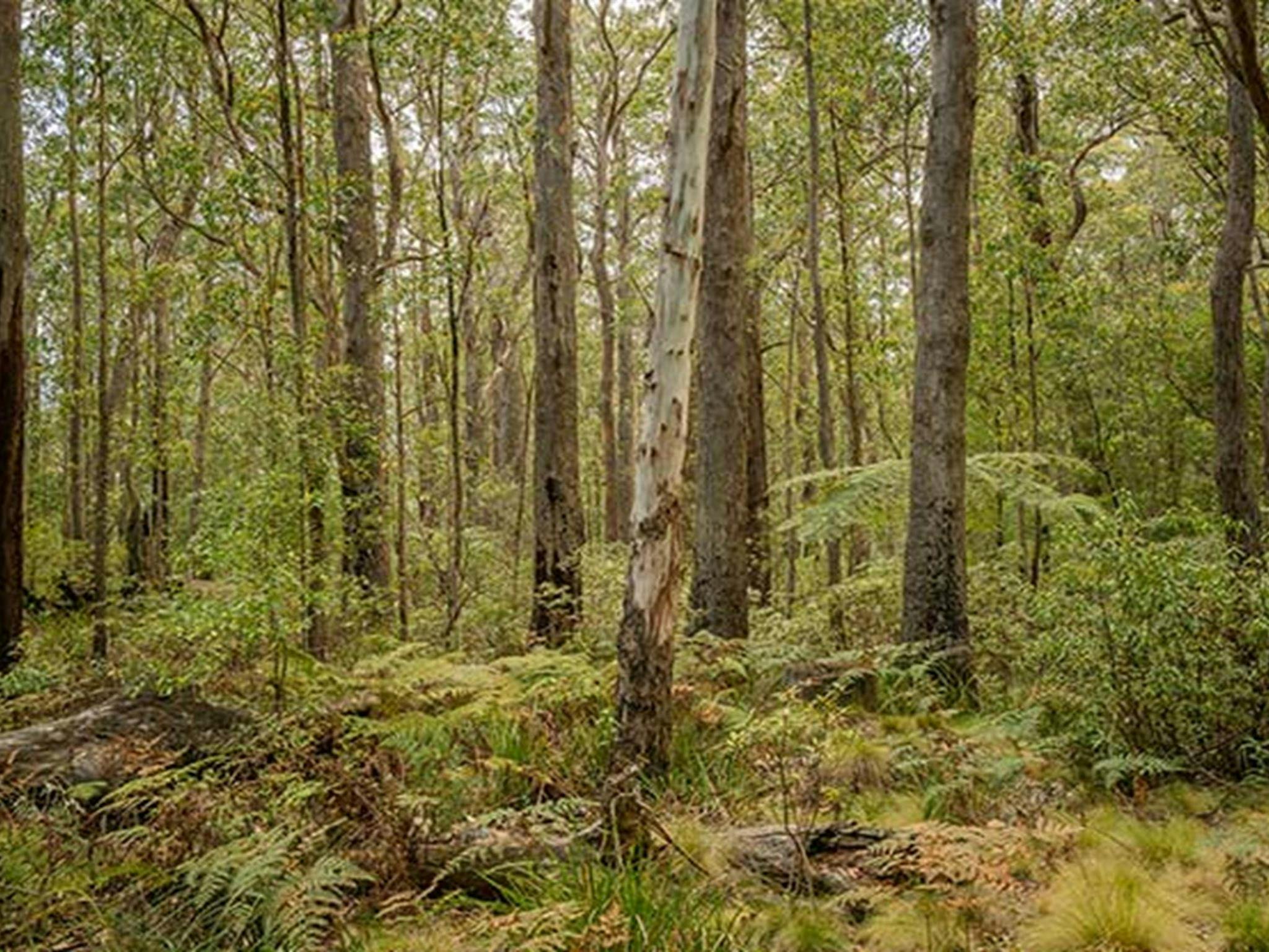 Dense forest near Cobark Park picnic area in Barrington Tops National Park. Photo: John Spencer