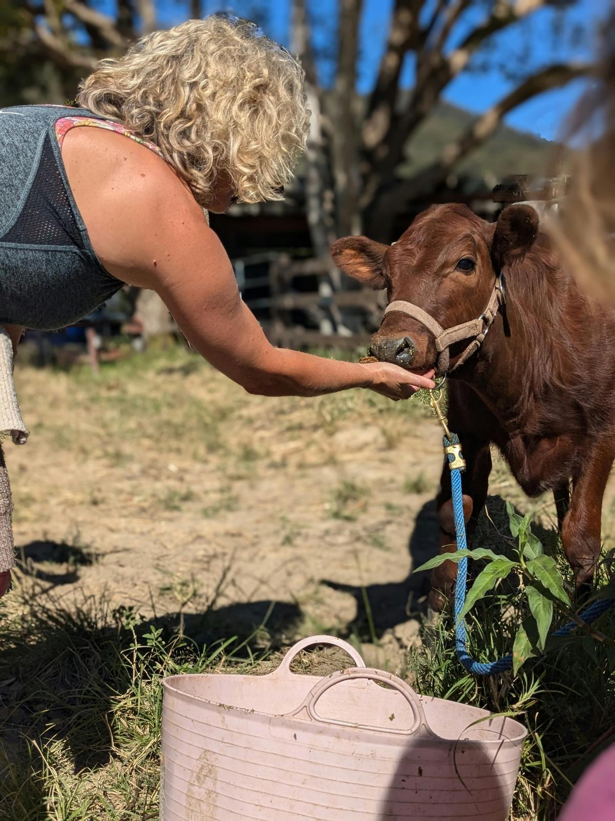 A tour participant  feeding one of our protected cows