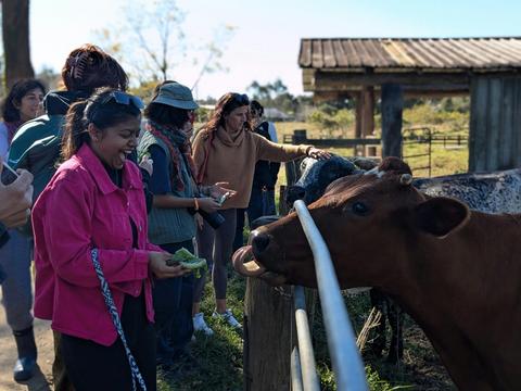 Guests love getting up close and personal with our friendly cows