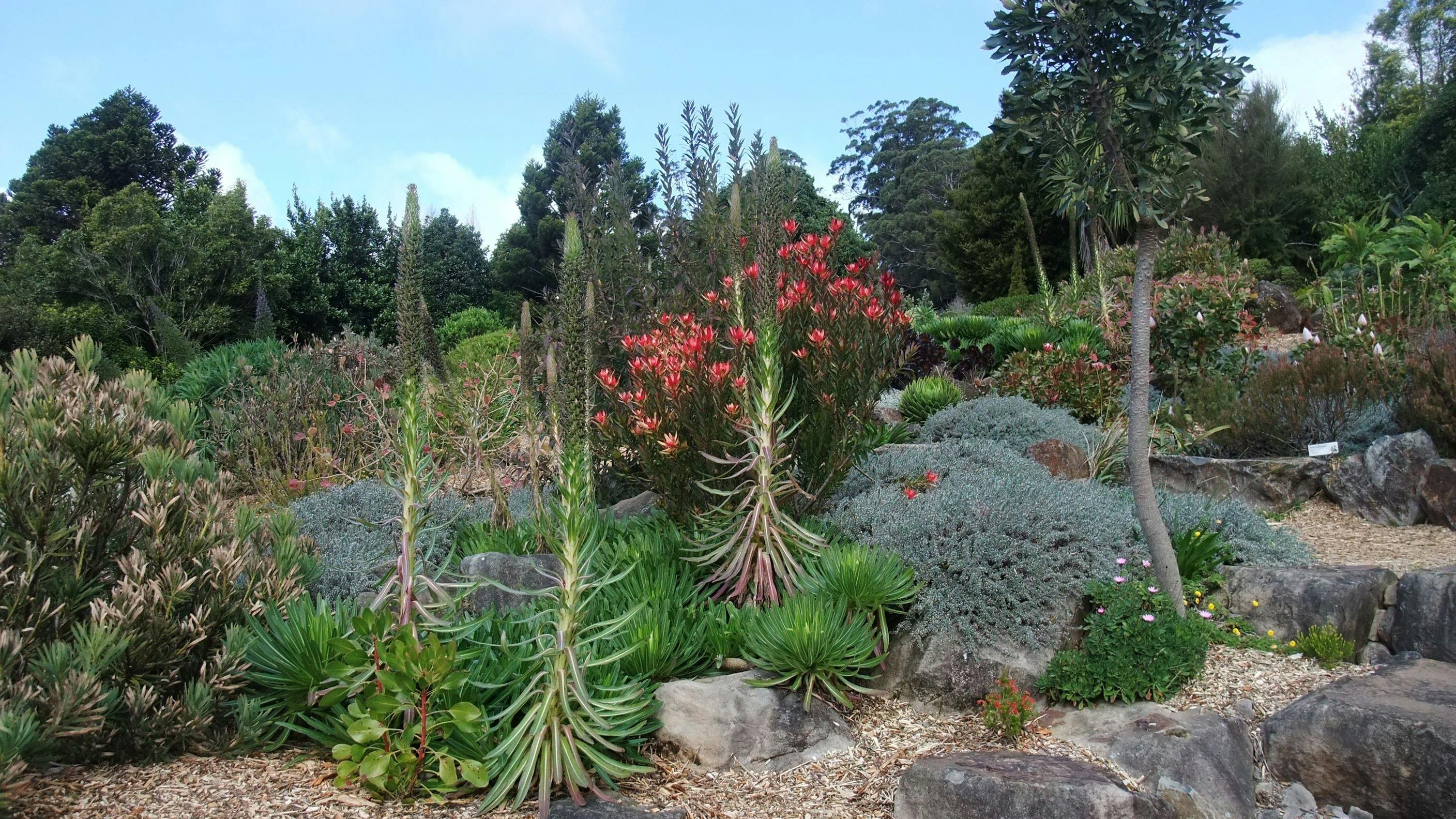 Blue Mountains Botanic Gardens