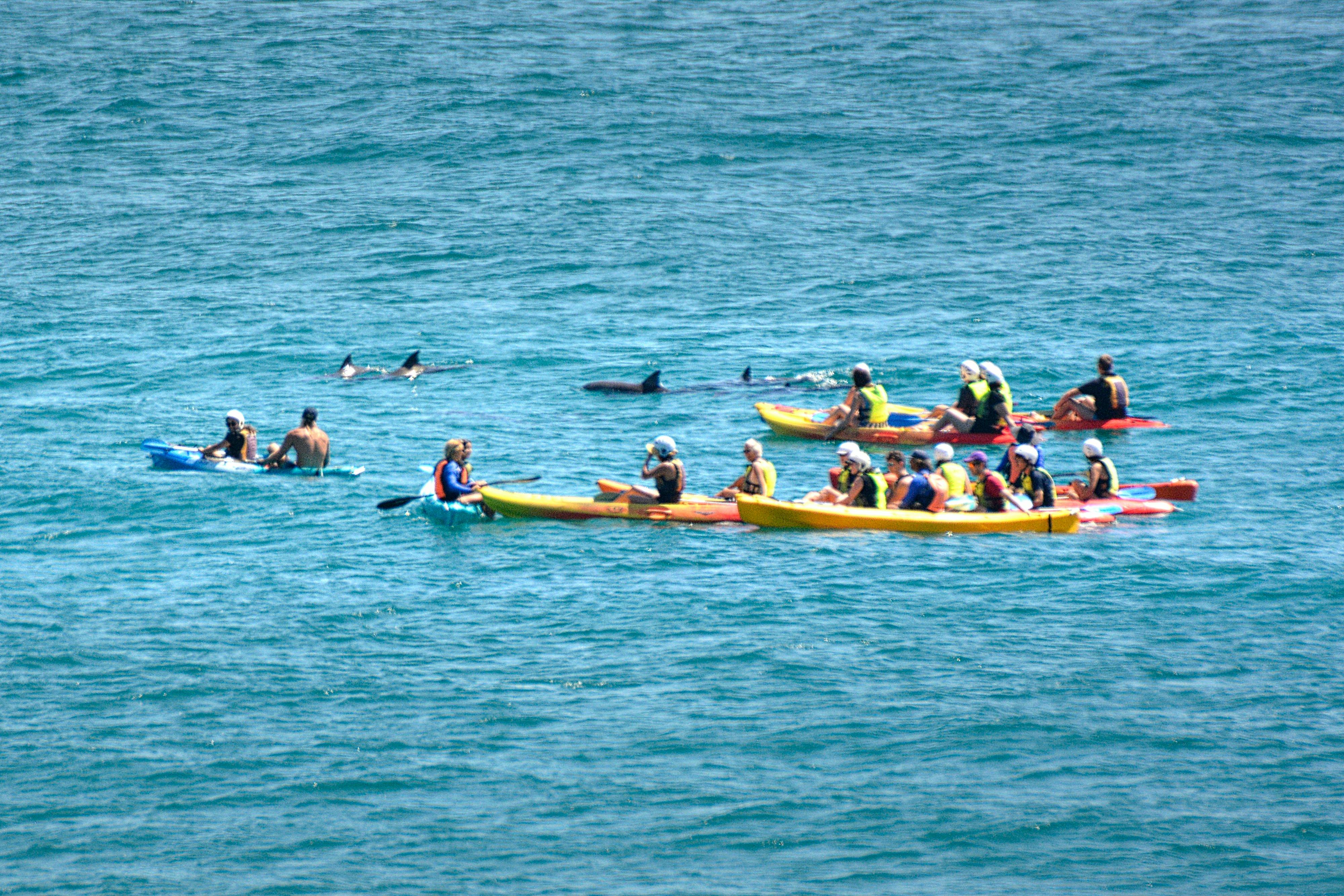 Kayak with Wild Dolphins