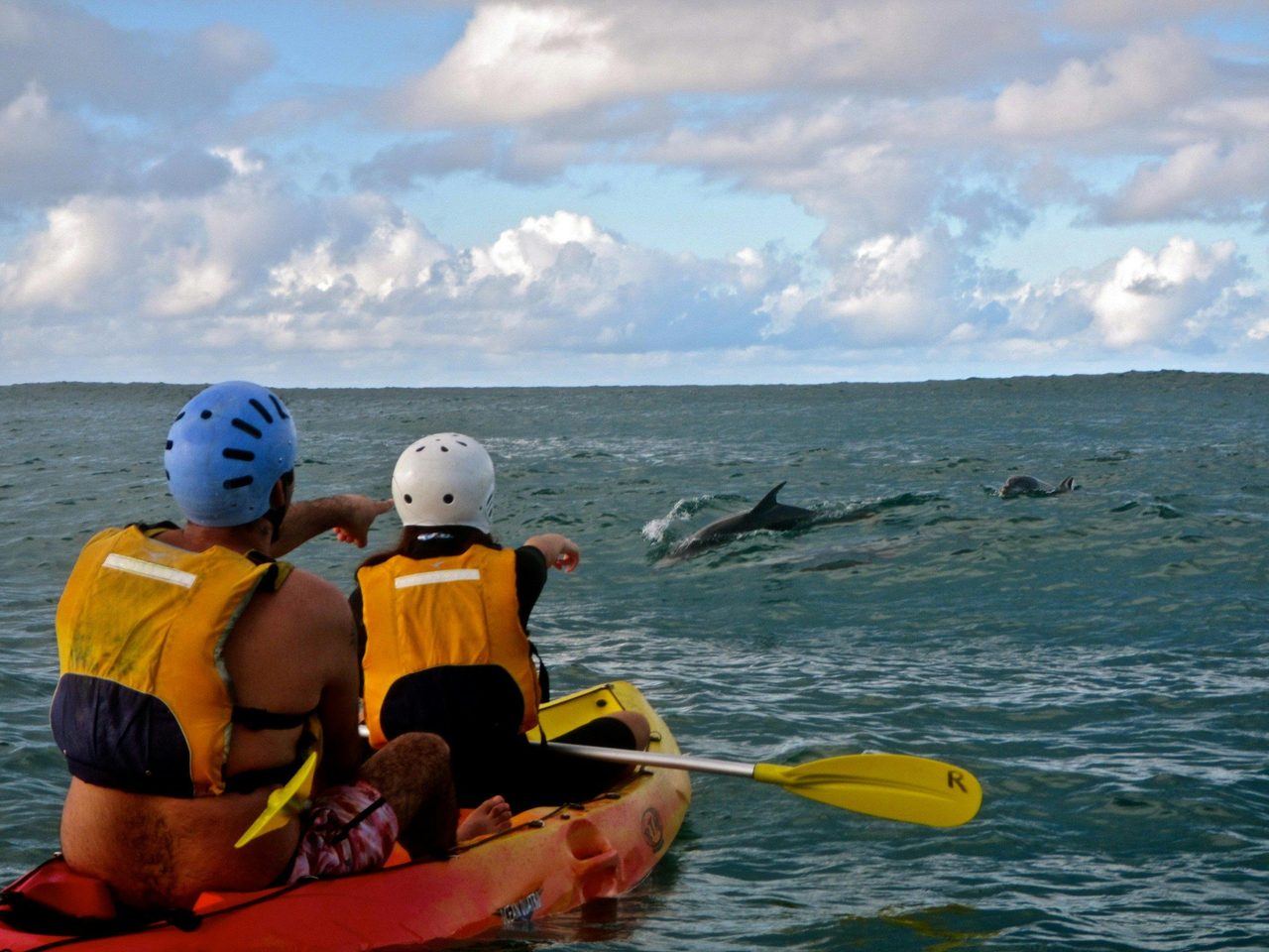 Dolphins up close