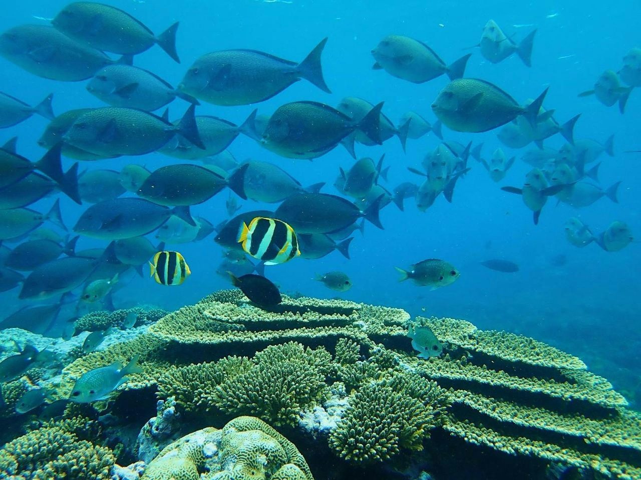 three banded Butterfly Fish and Coral.