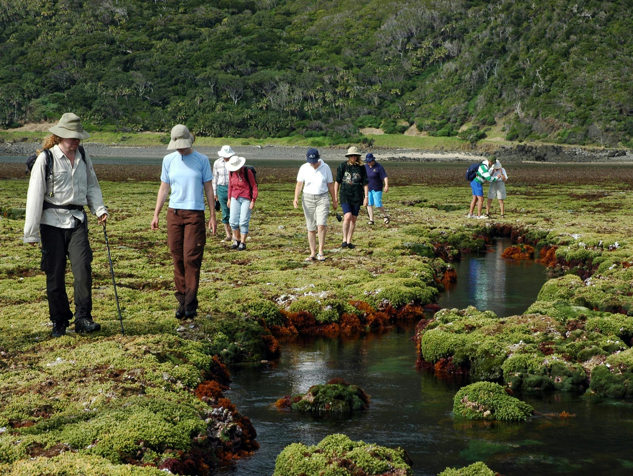 Lord Howe Island Nature Tours
