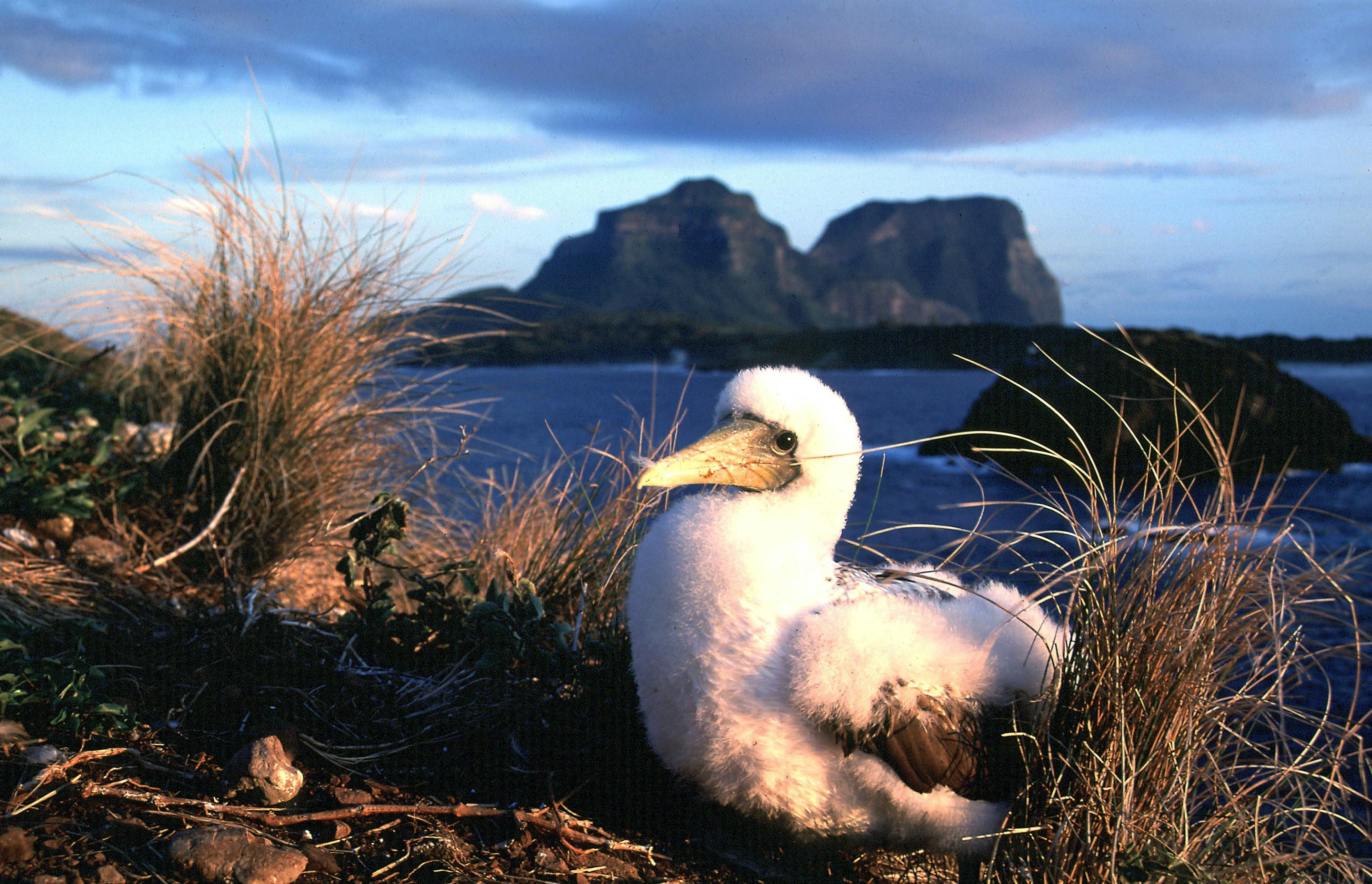Birdwatching Lord Howe Island