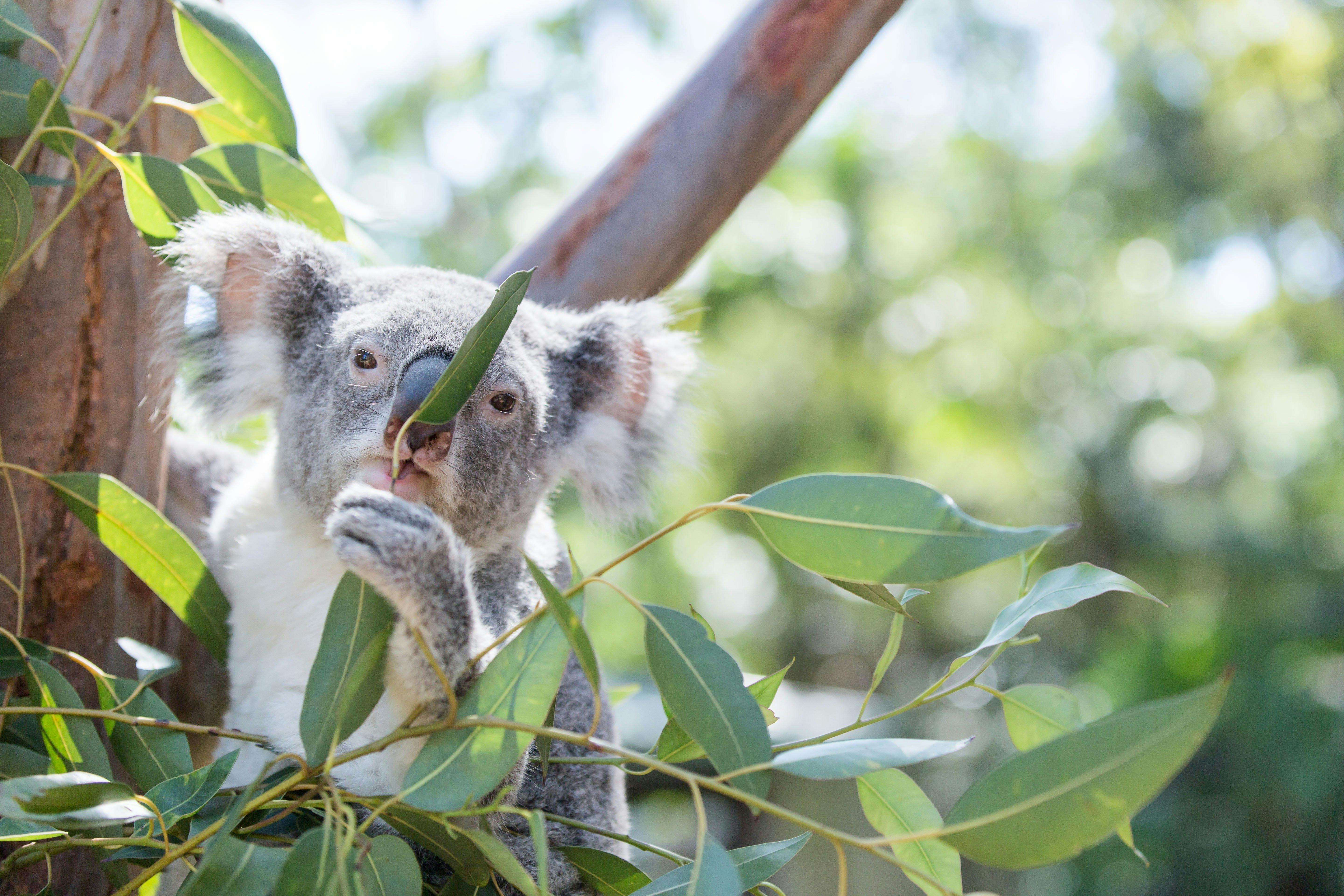 See Koalas at Featherdale Sydney Wildlife Park
