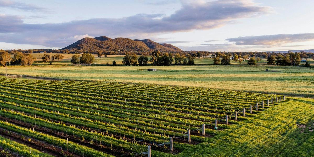 Mudgee vineyard