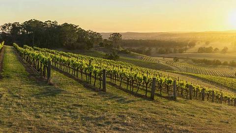 Hunter Valley Vineyard