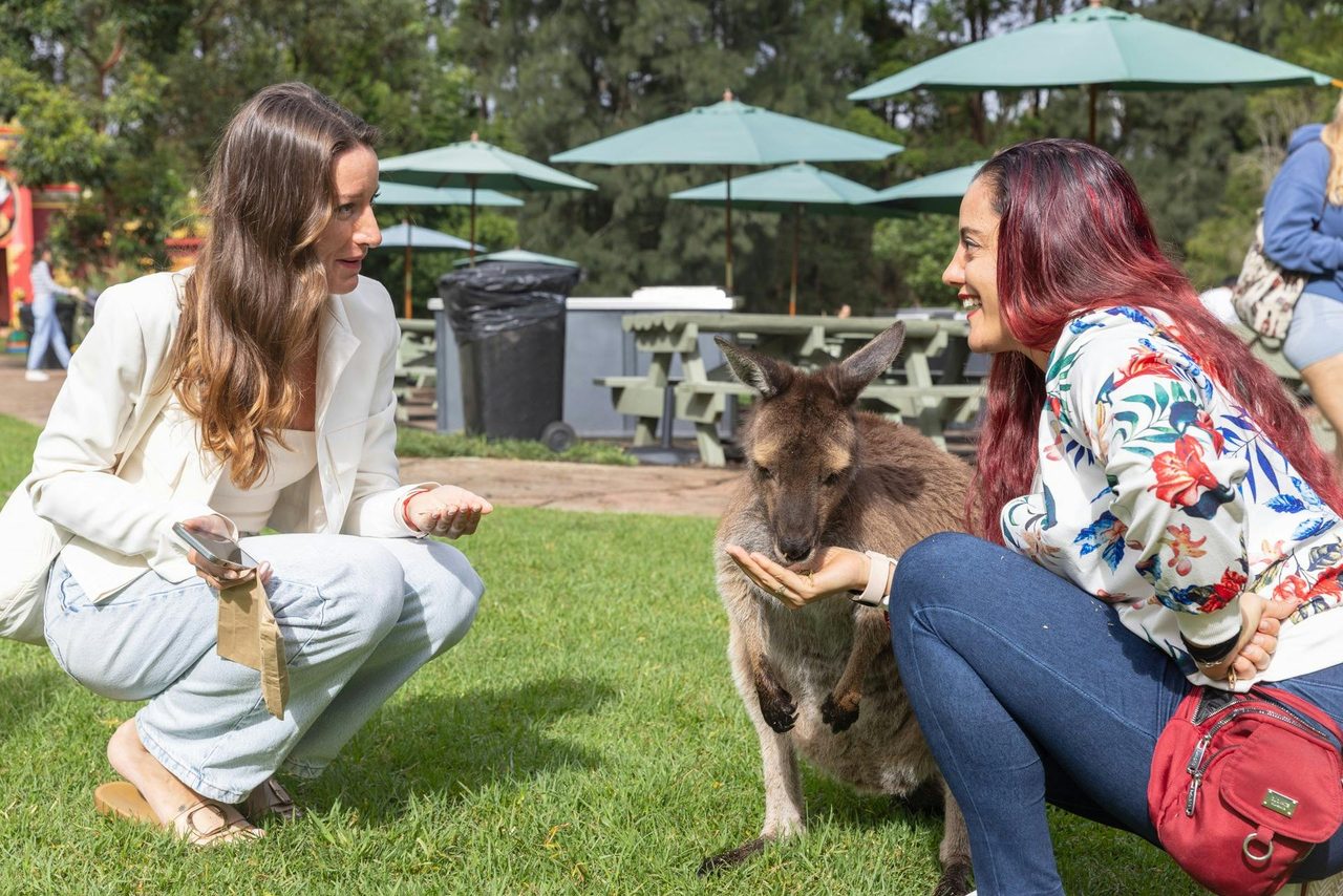 Kangaroo Feeding
