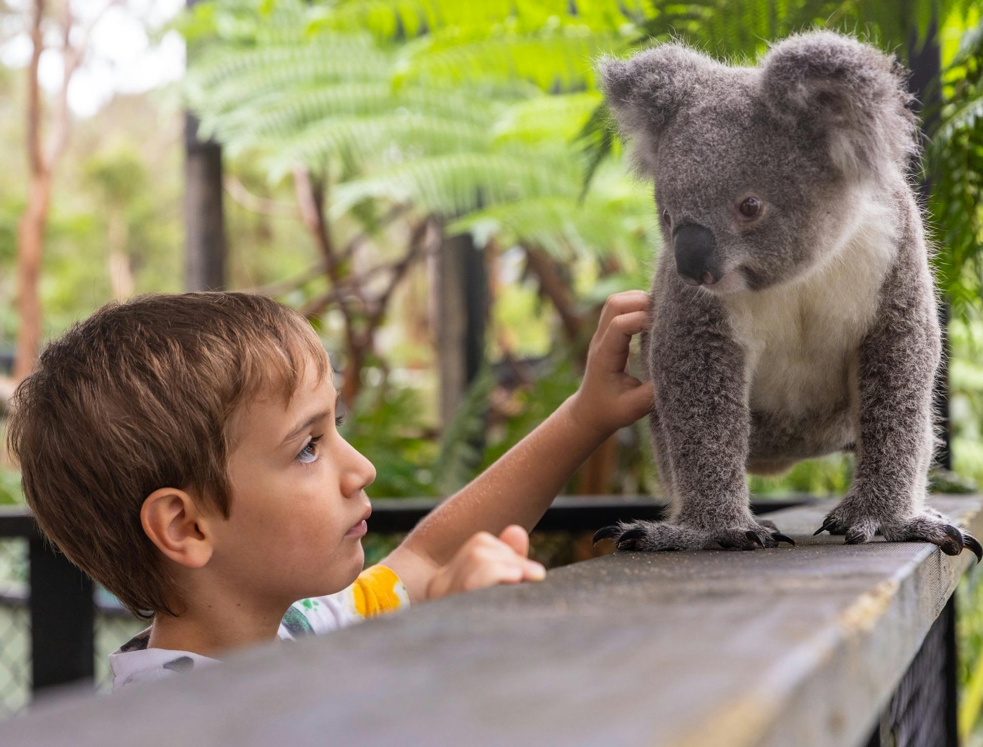 Koala Experience