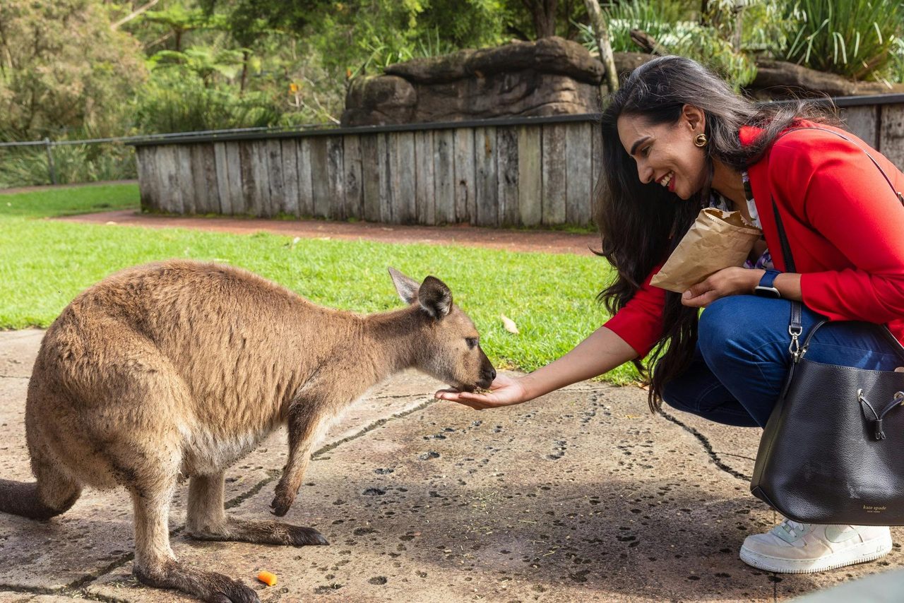 Kangaroo Feeding