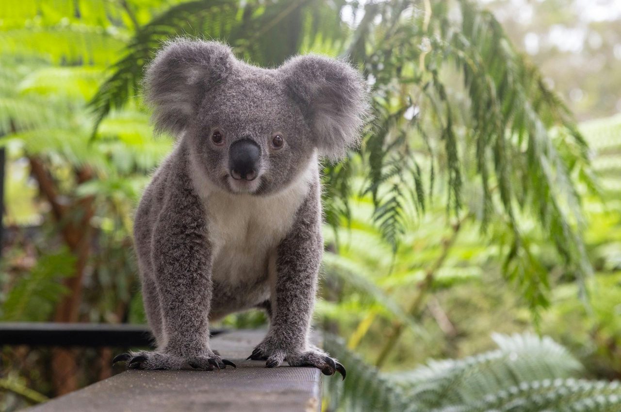 Koala