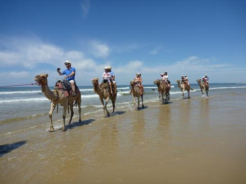 Camels on beach