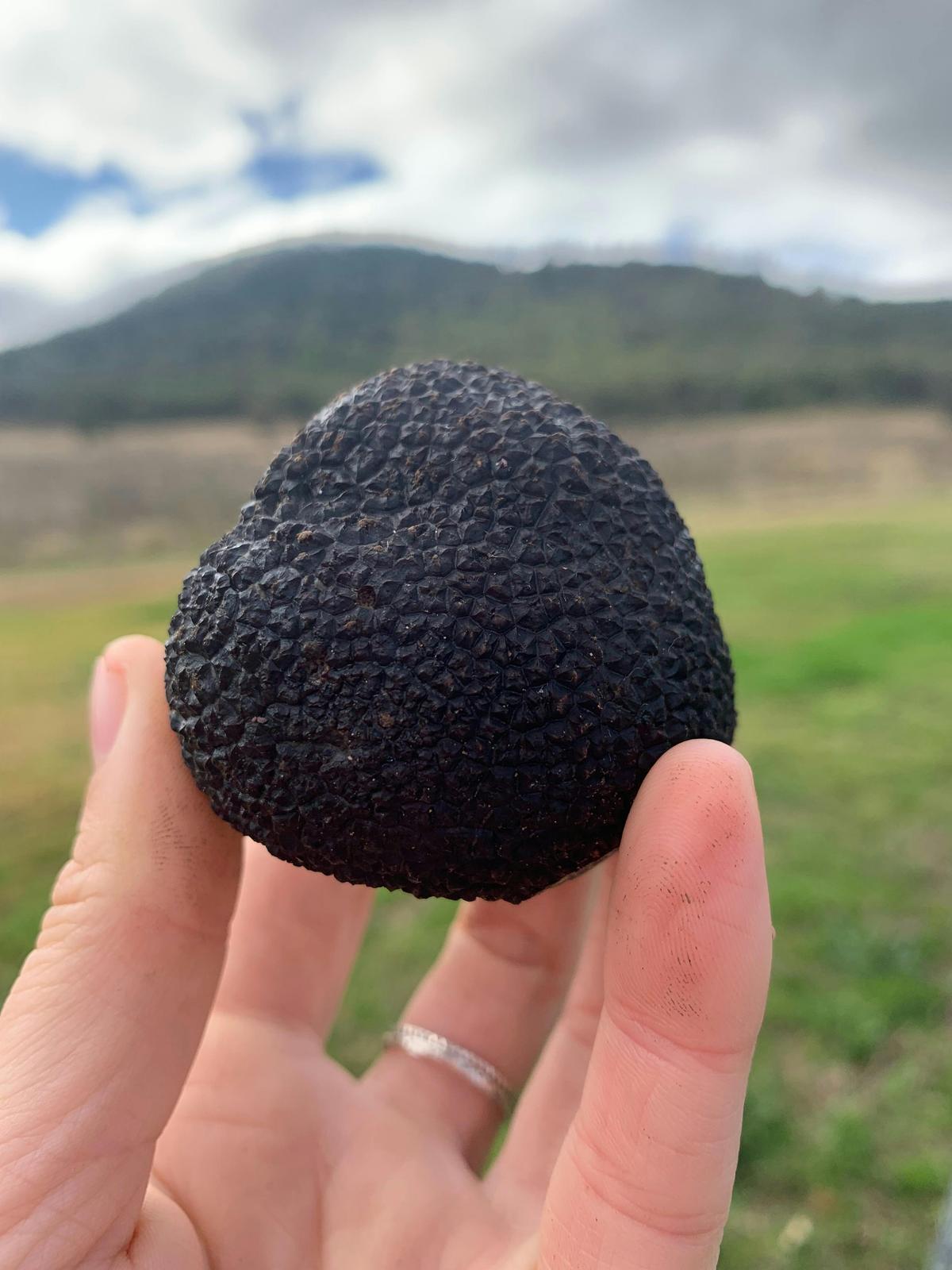 OakShade truffles
