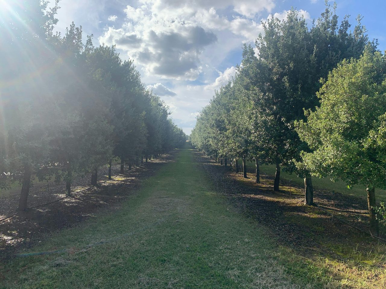 OakShade Truffiere