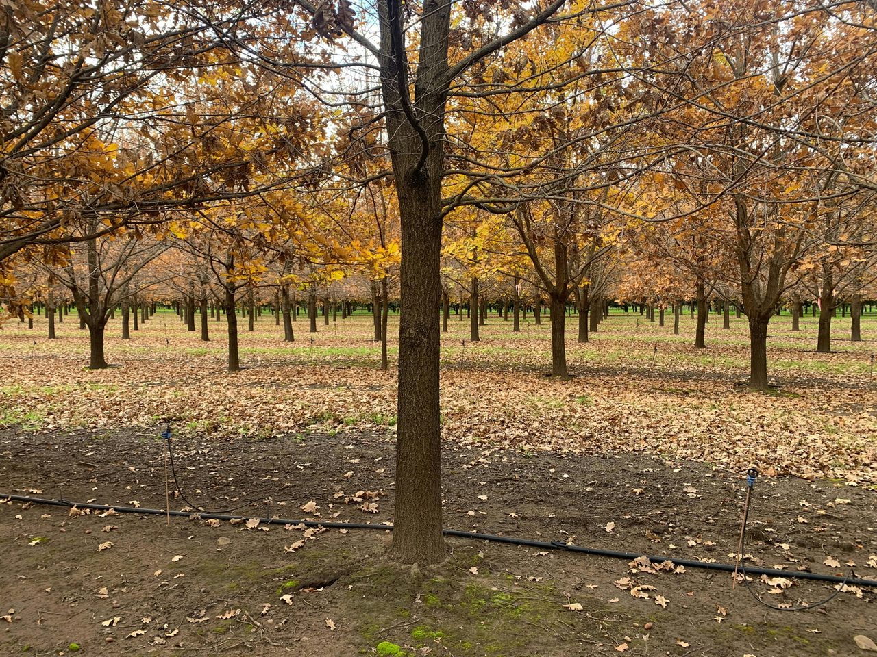 OakShade Truffiere