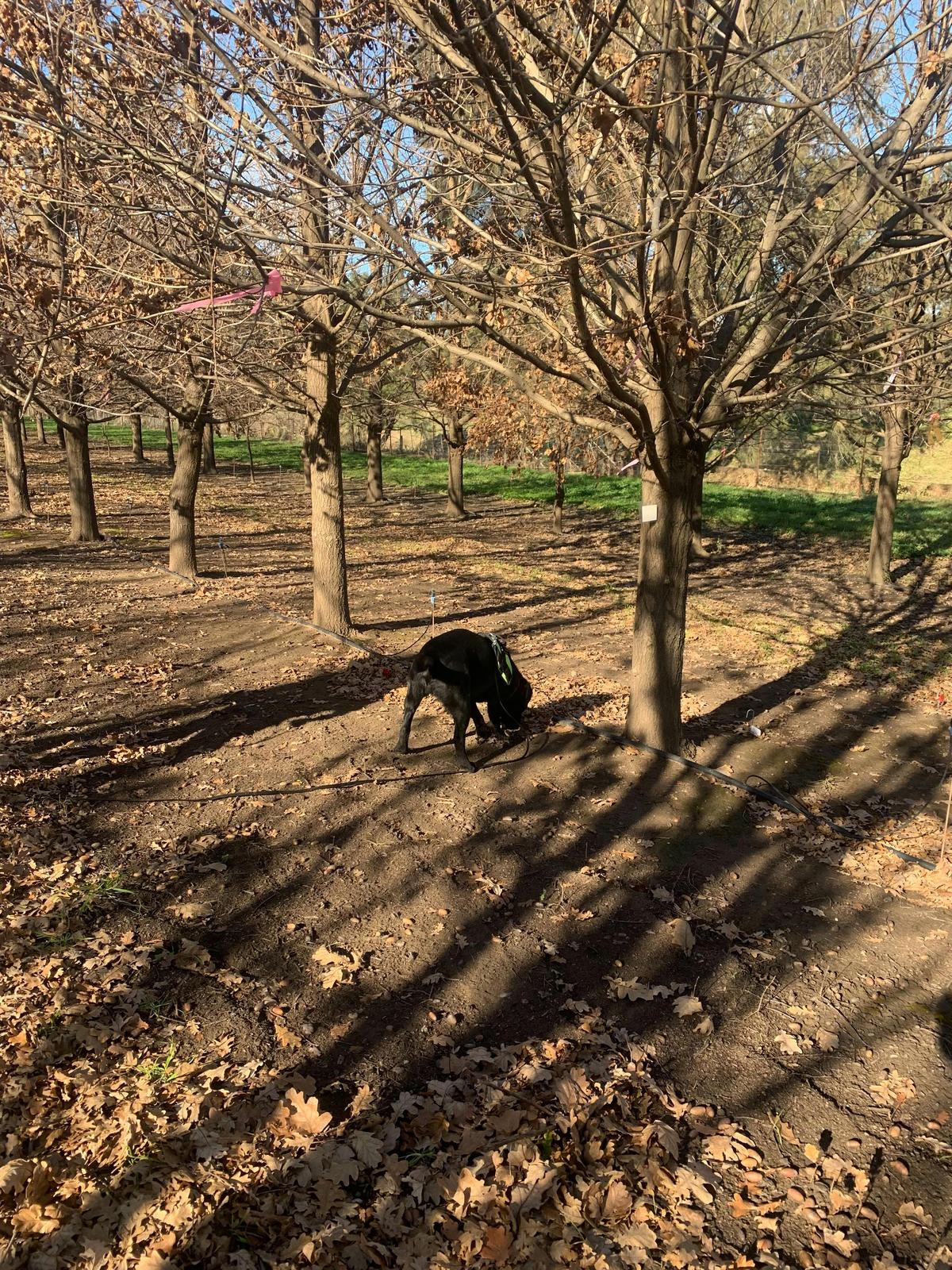 OakShade truffle dog