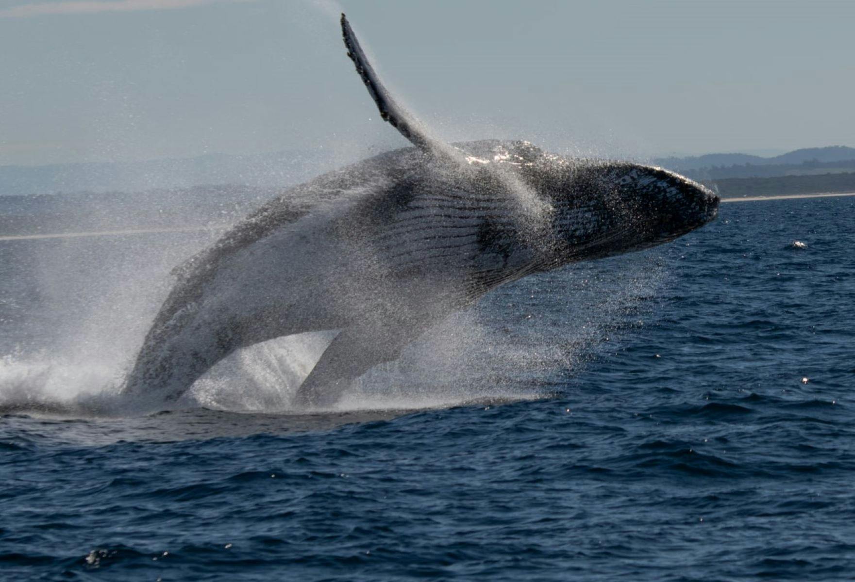 whale jumping