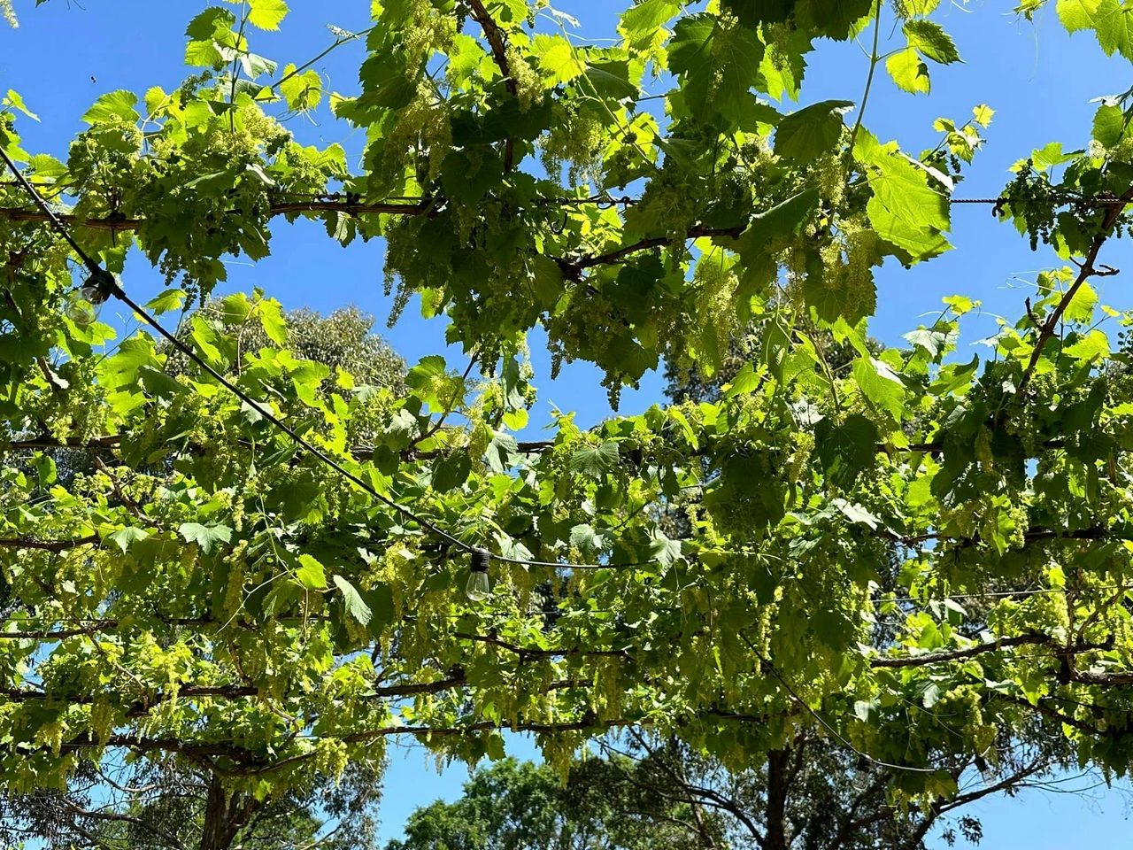 wine vine