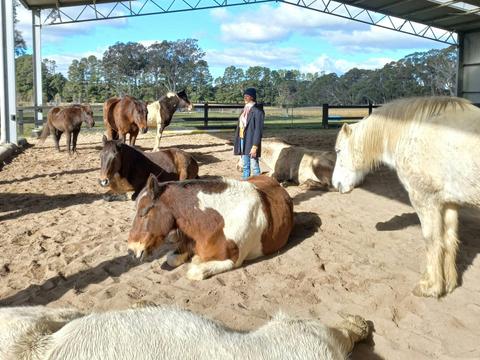 Somatic Equine Therapy