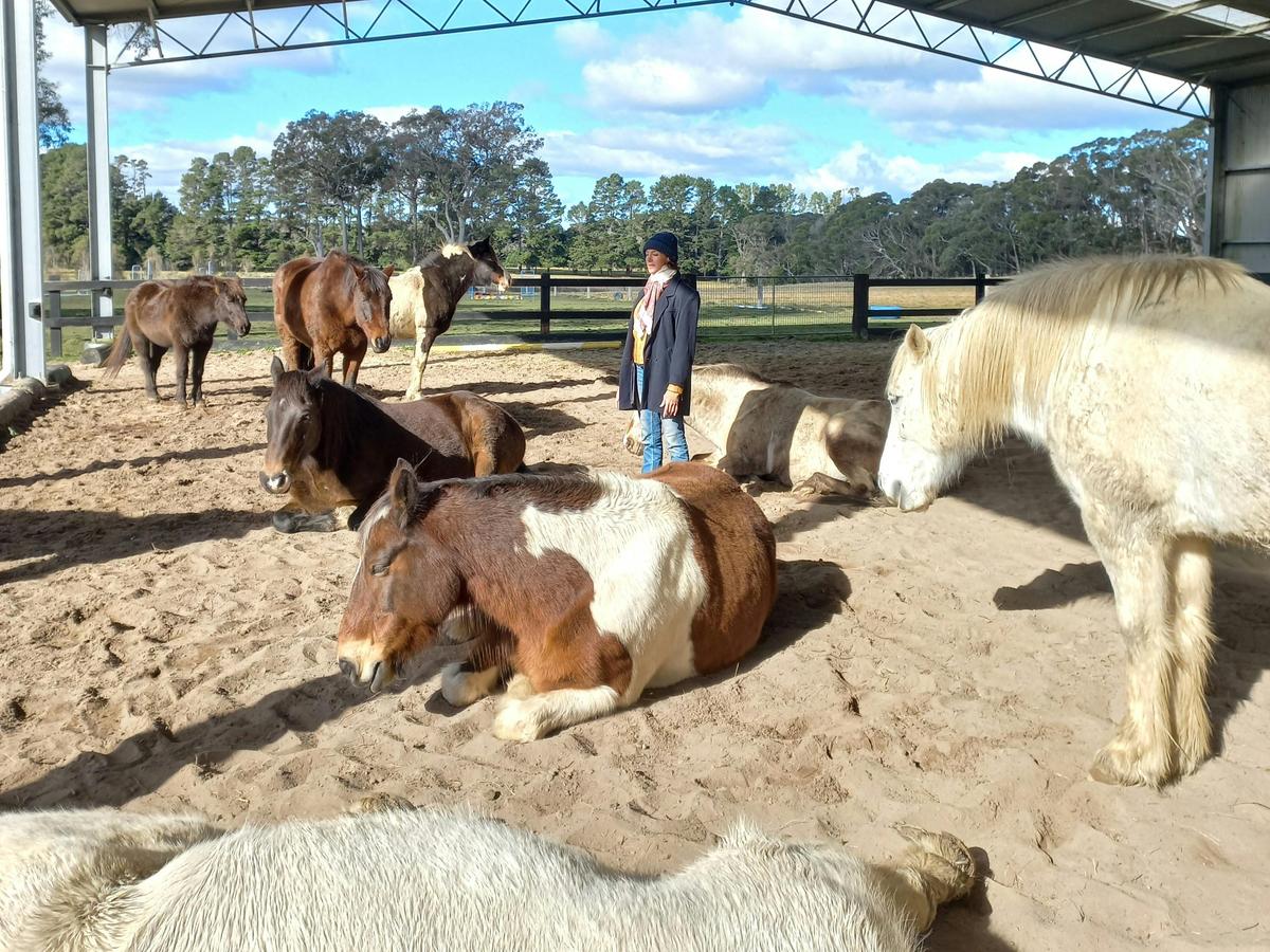 Somatic Equine Therapy