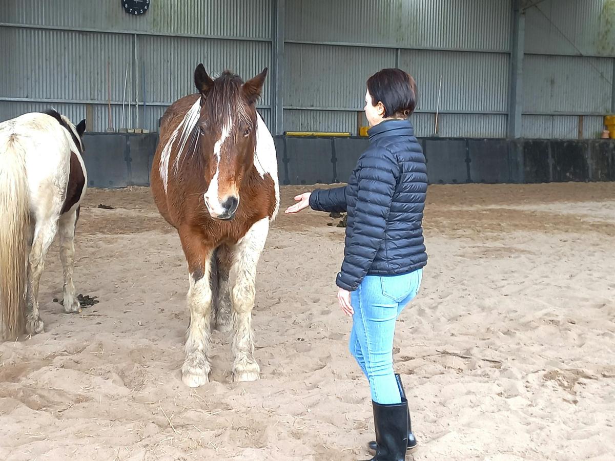 Somatic Equine Therapy