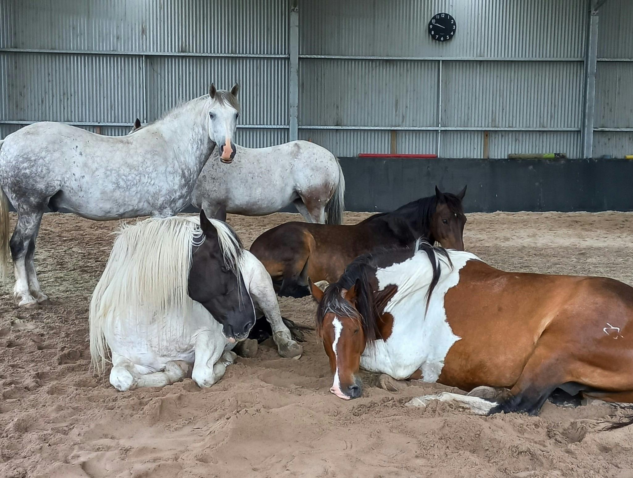 Horses lying down in arena