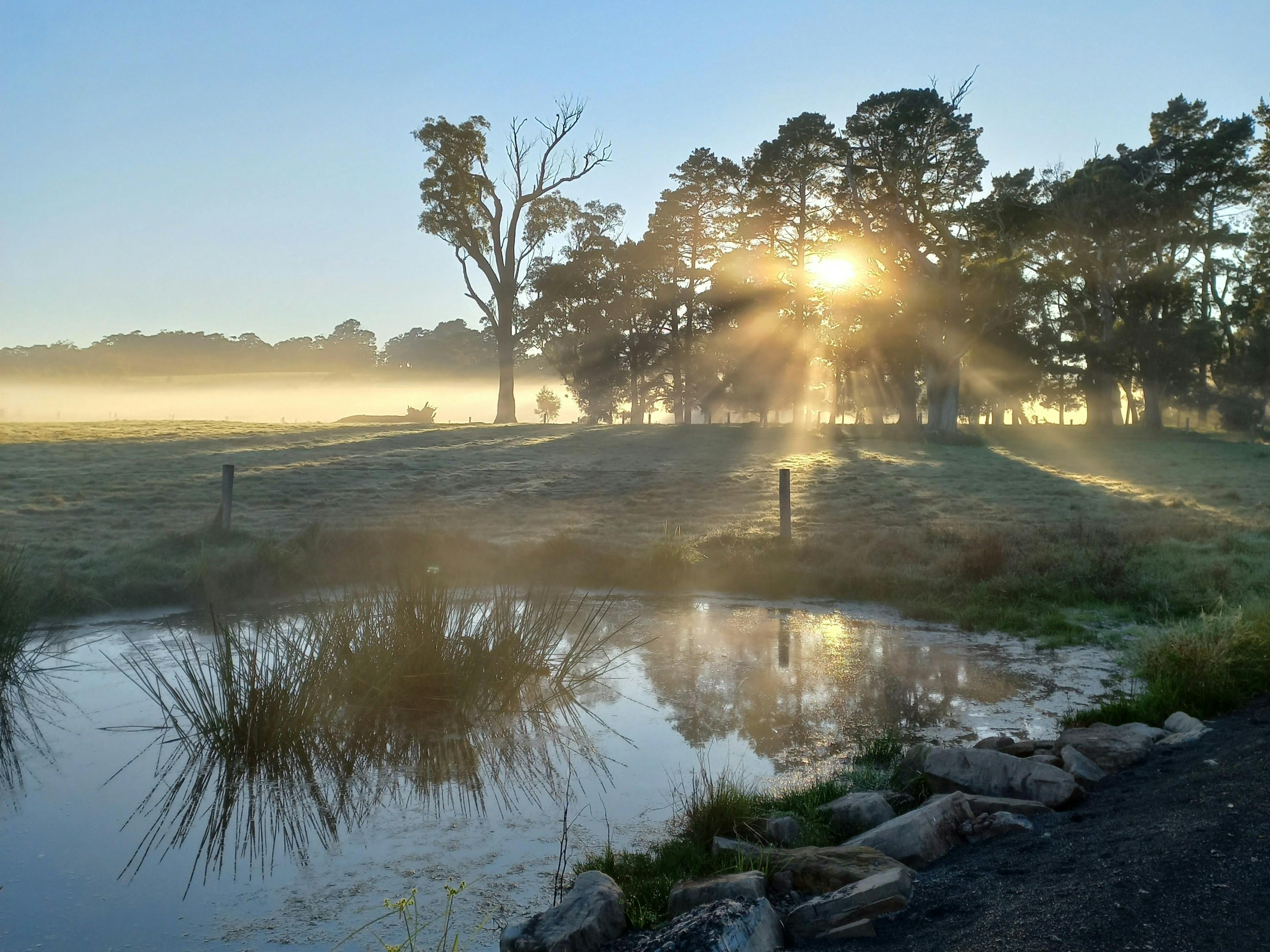 Sunrise over wetland