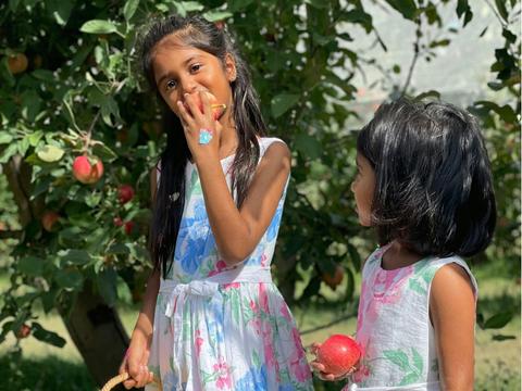 Hillside Harvest Fruit Picking