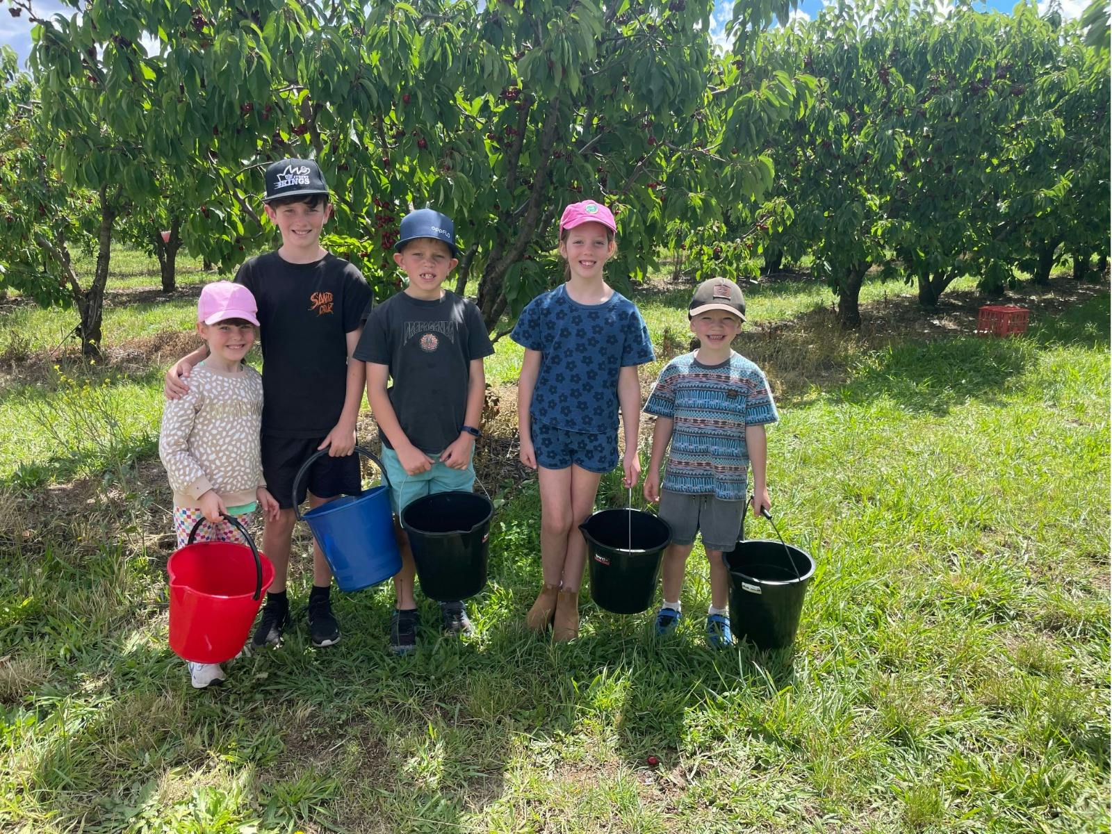 Hillside Harvest Fruit Picking