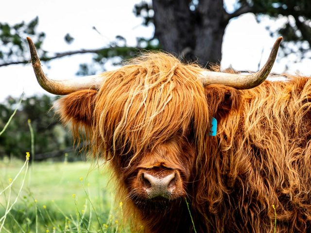 Minard Farm - Highland Cow Farm Tours