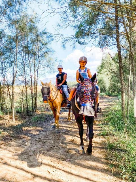 Hunter Valley Horses