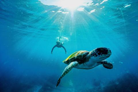 Julian Rocks Snorkeling Tour