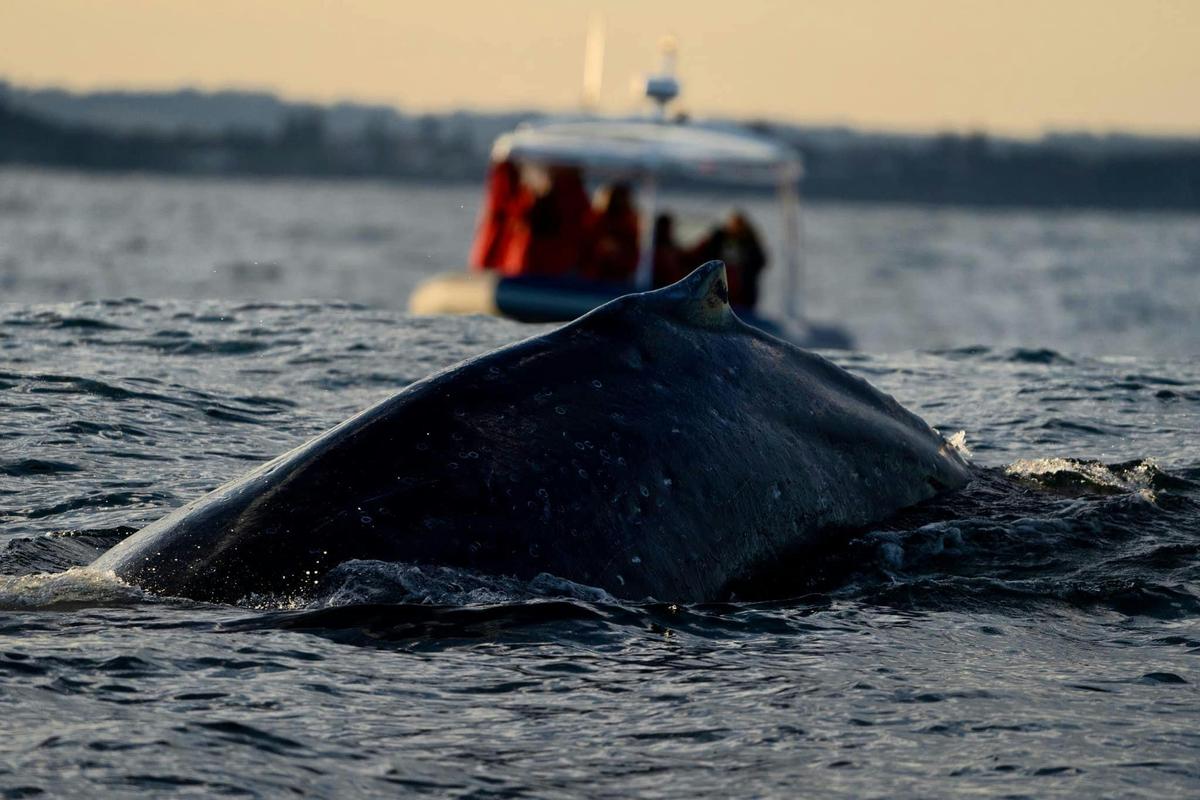 Humpback and vessel