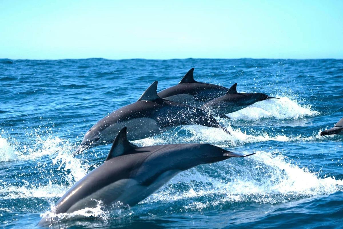 Dolphins Ballina