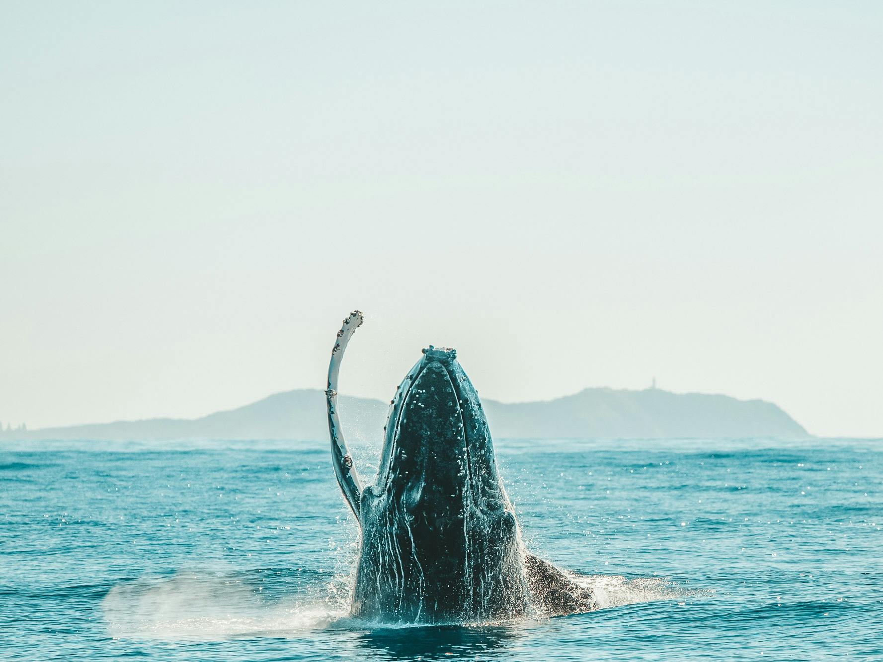 Whale Watching Ballina