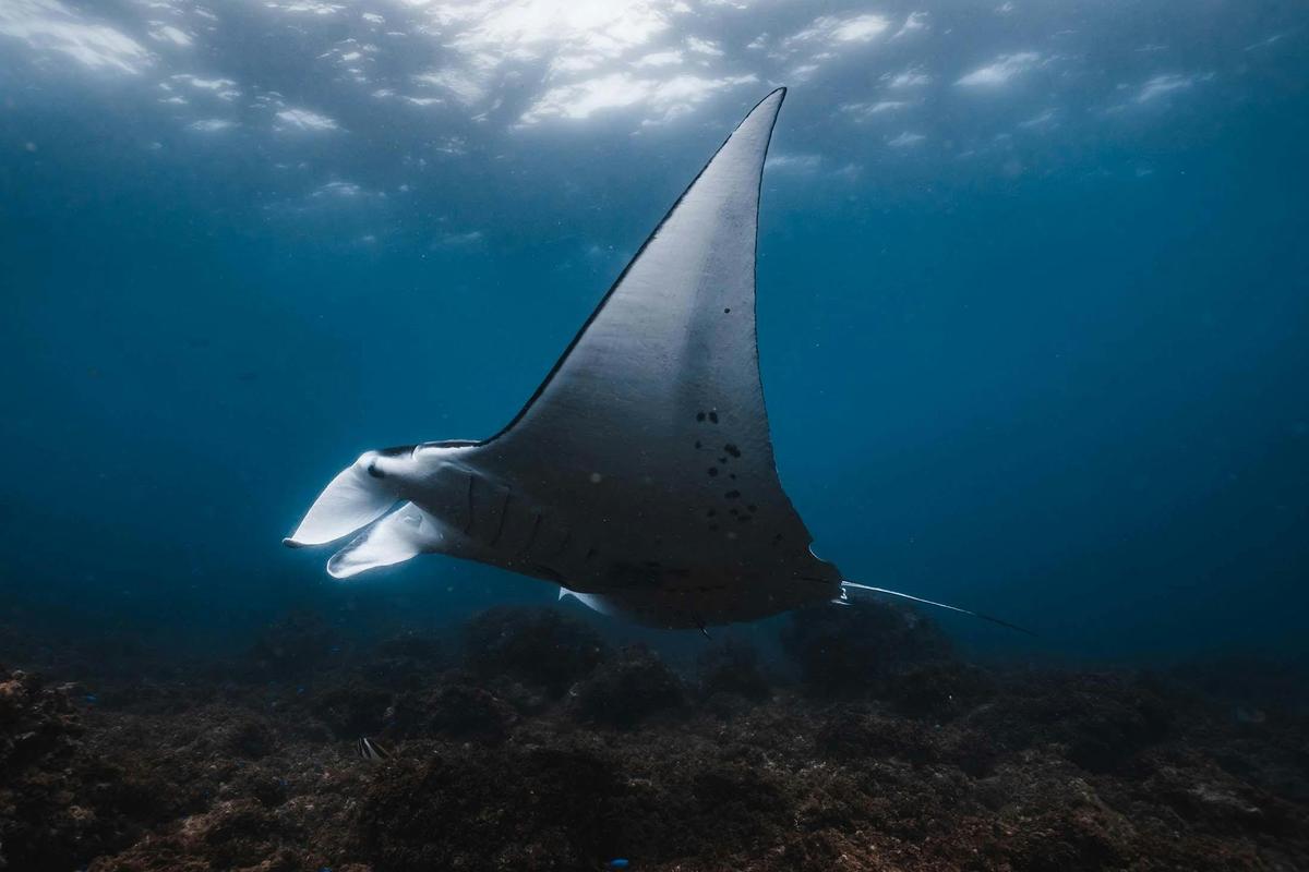 manta