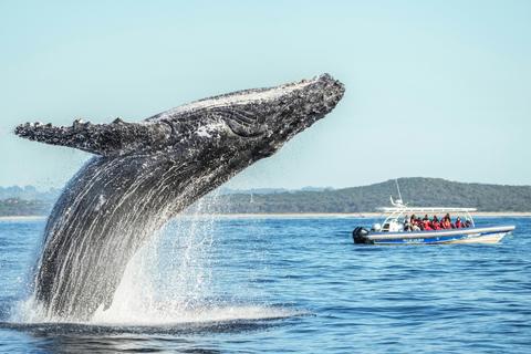 Premier Whale Watching Cruise